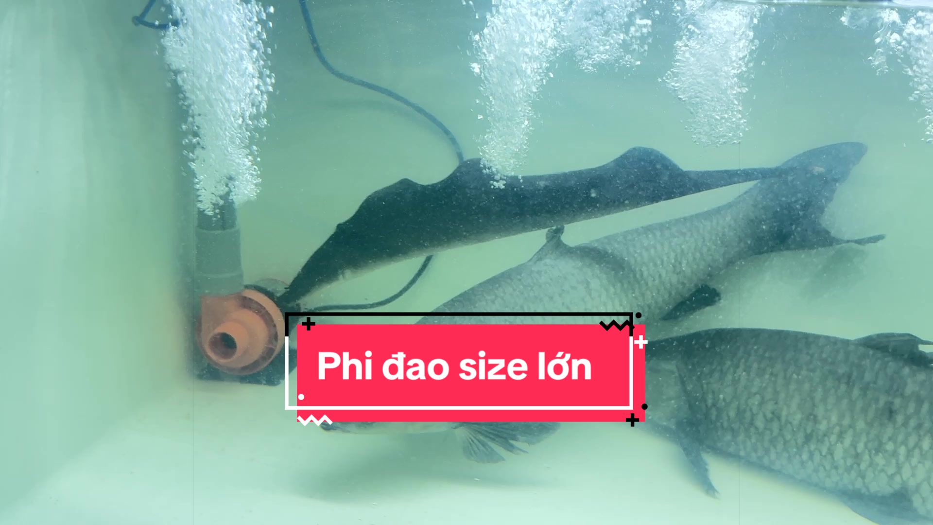 @Phát Đạt Bán Cá 😎🐠🦈