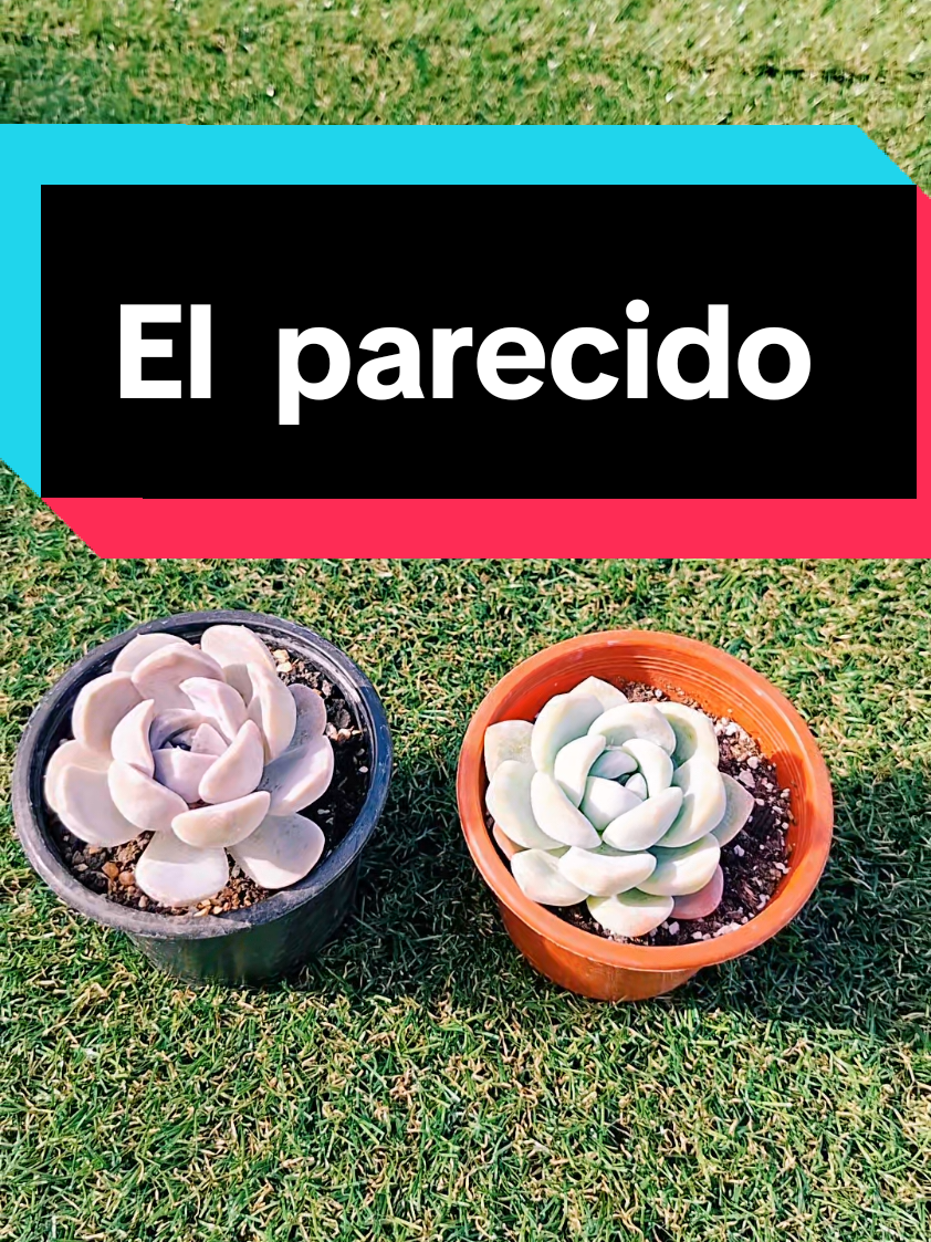 @Sucucrochet Artextil 🌵🧶