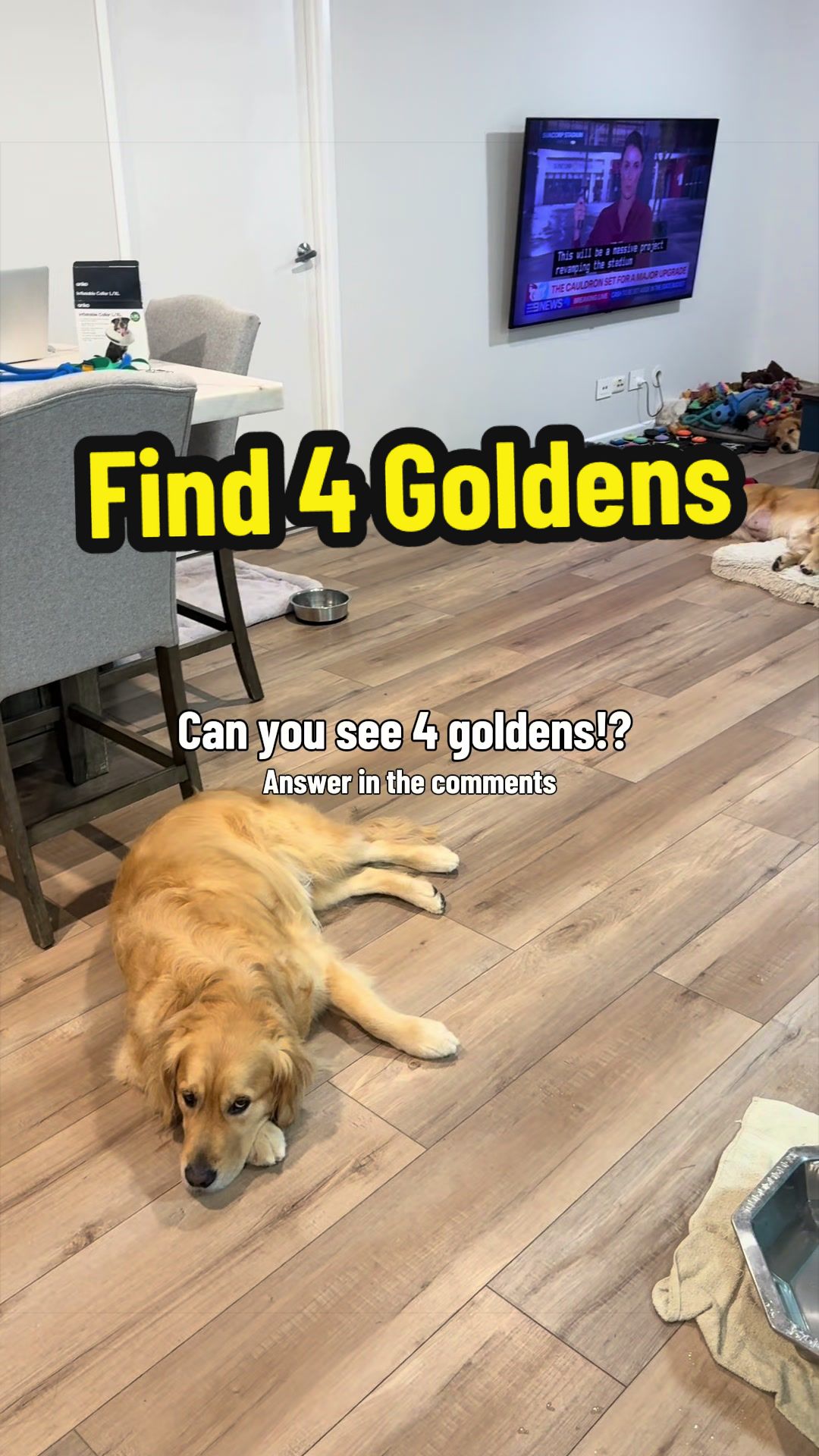 @3goldenretriever