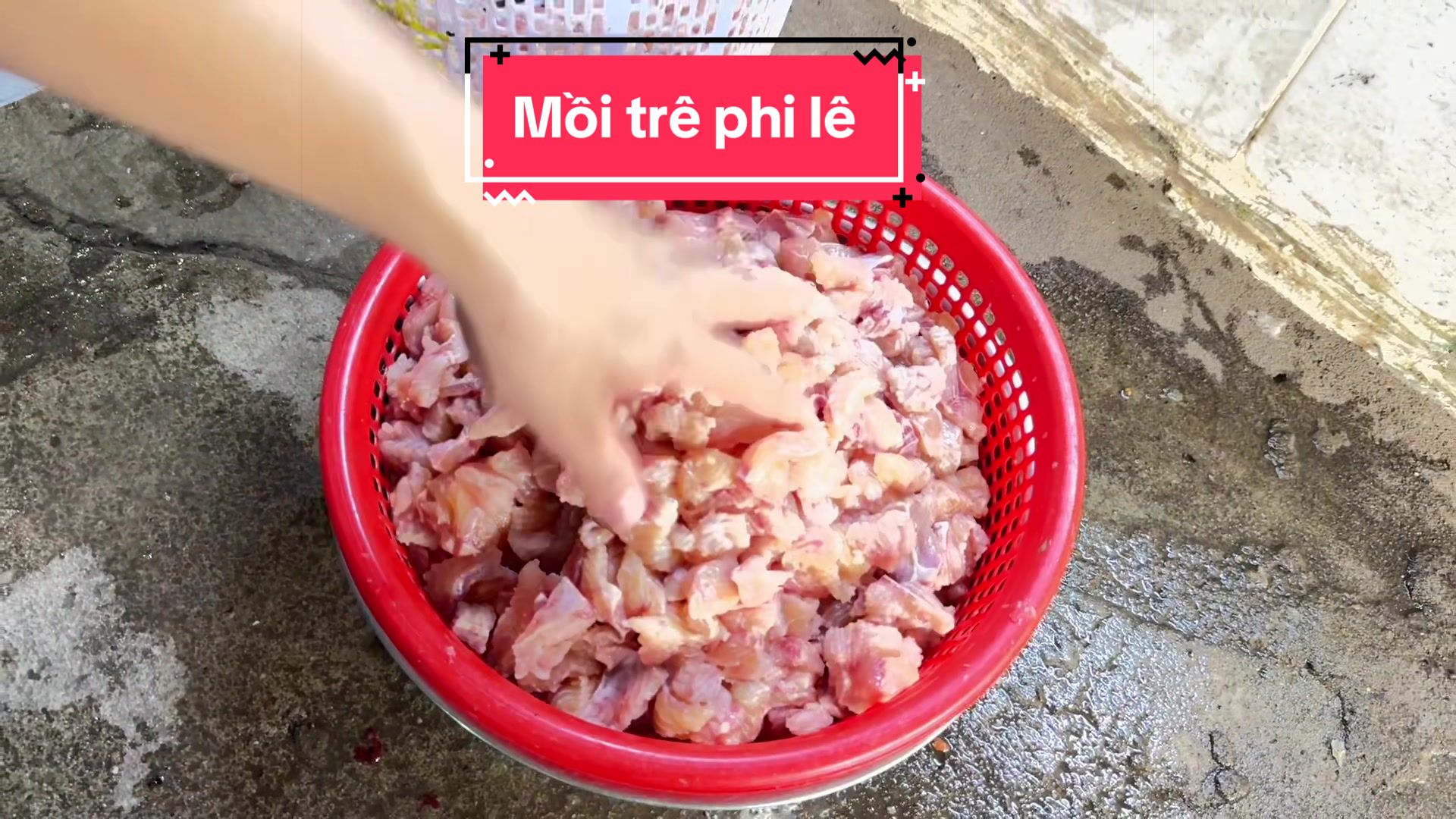 @Phát Đạt Bán Cá 😎🐠🦈