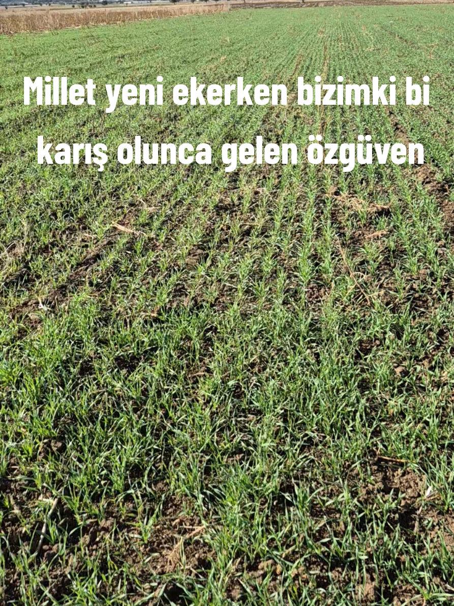 @mehmet ali