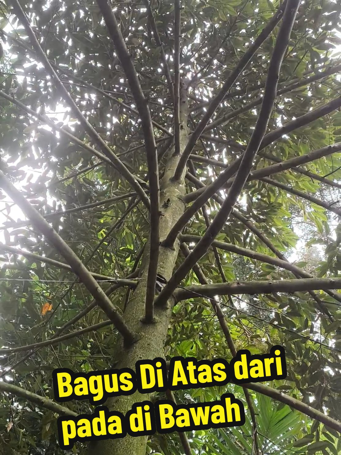 @Alas Durian Jepara