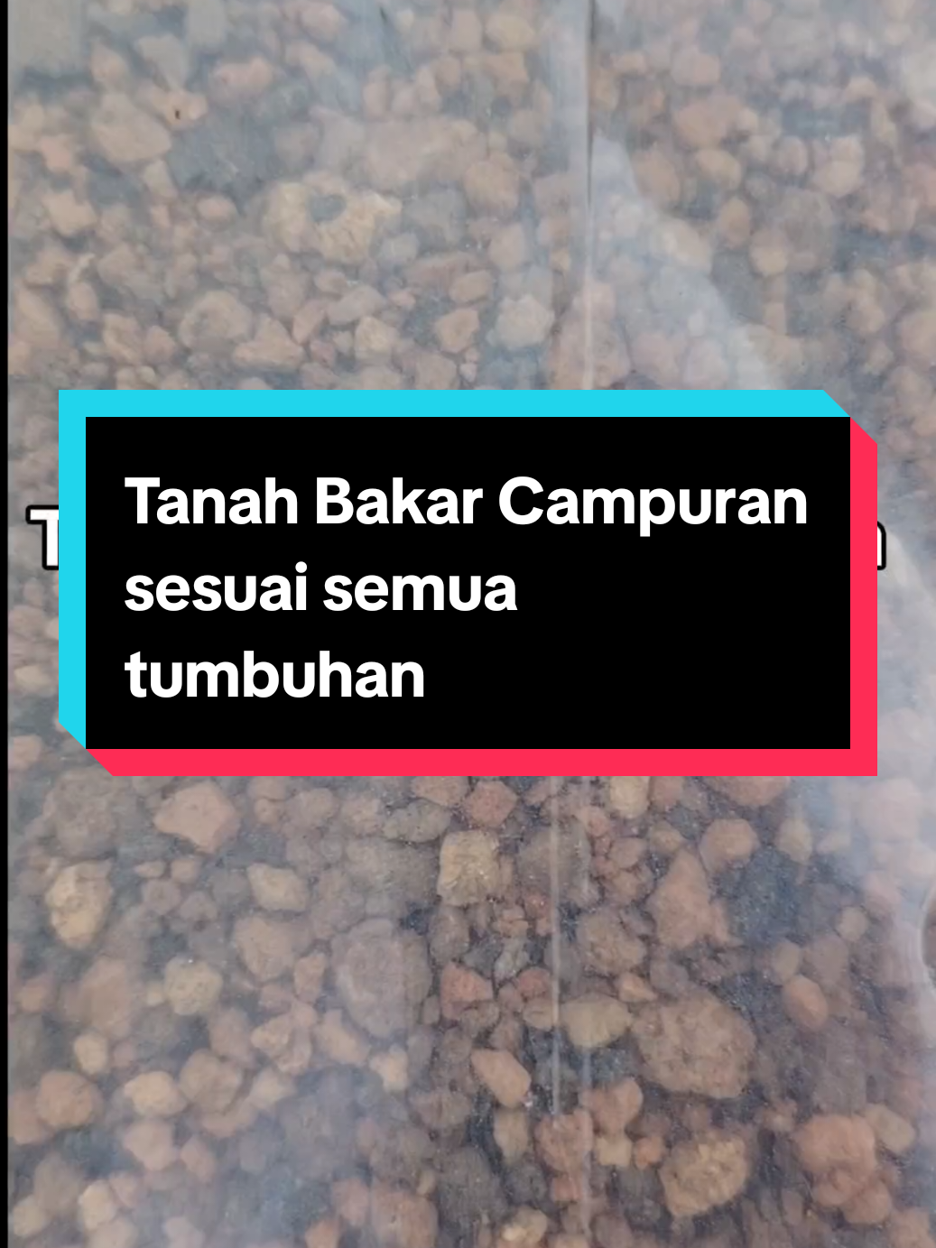 @Kakak Rose