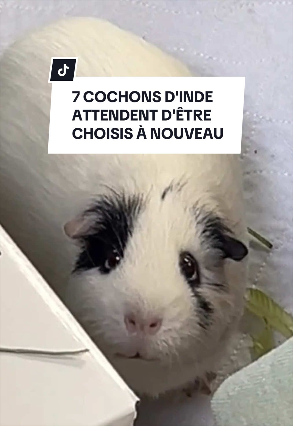 @Montreal SPCA