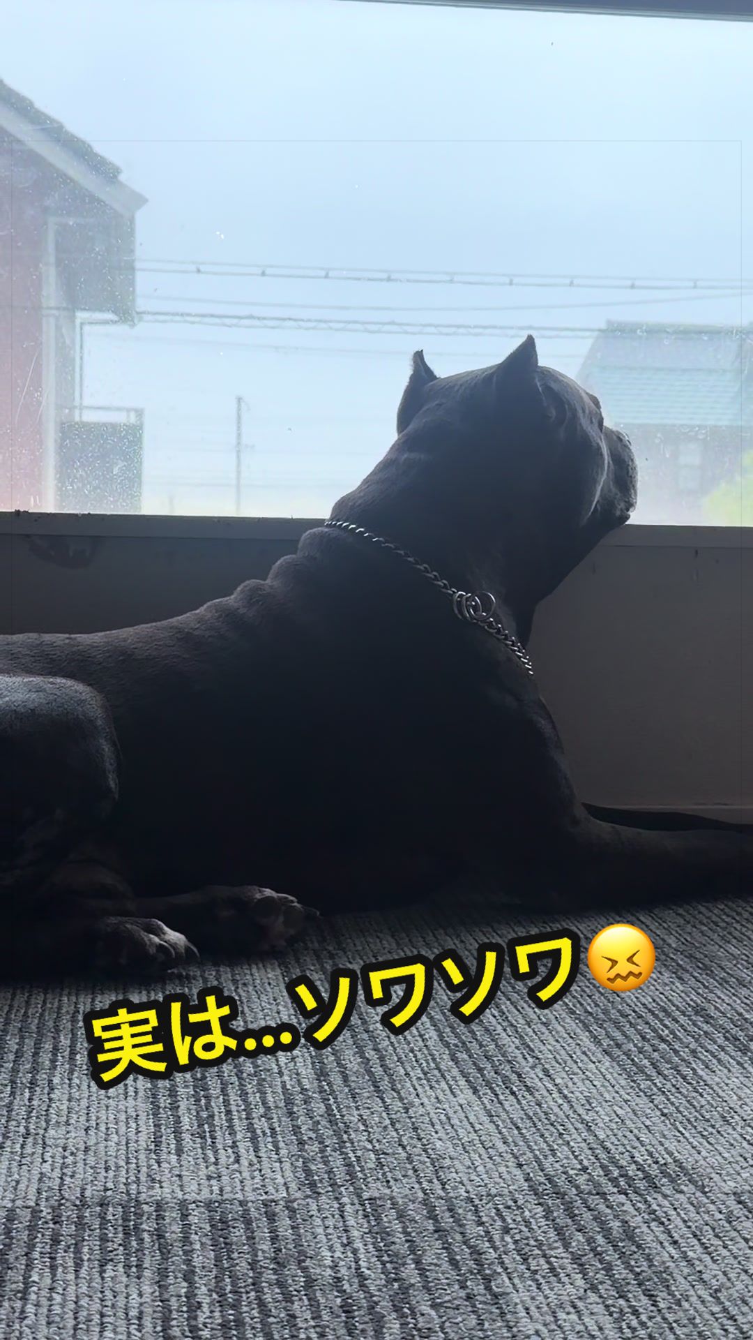 @✌︎·͜·(PᗜN)·͜· ︎︎ᰔᩚ