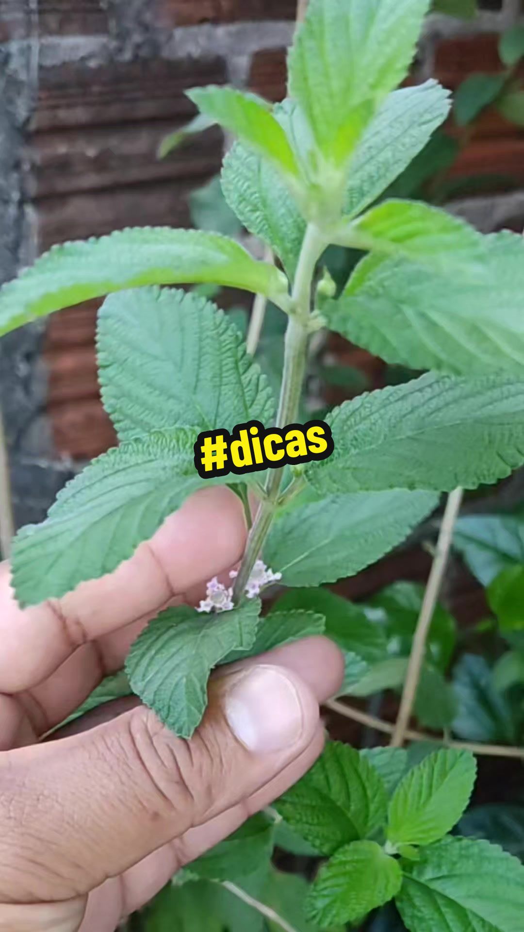 @natureza e saúde