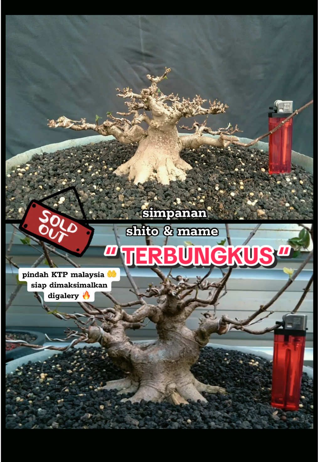 @warbonsai_purwodadi