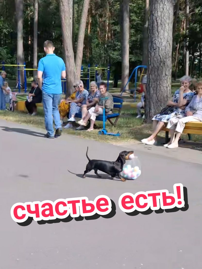 @ШПУЛЬКА. Весёлая такса!