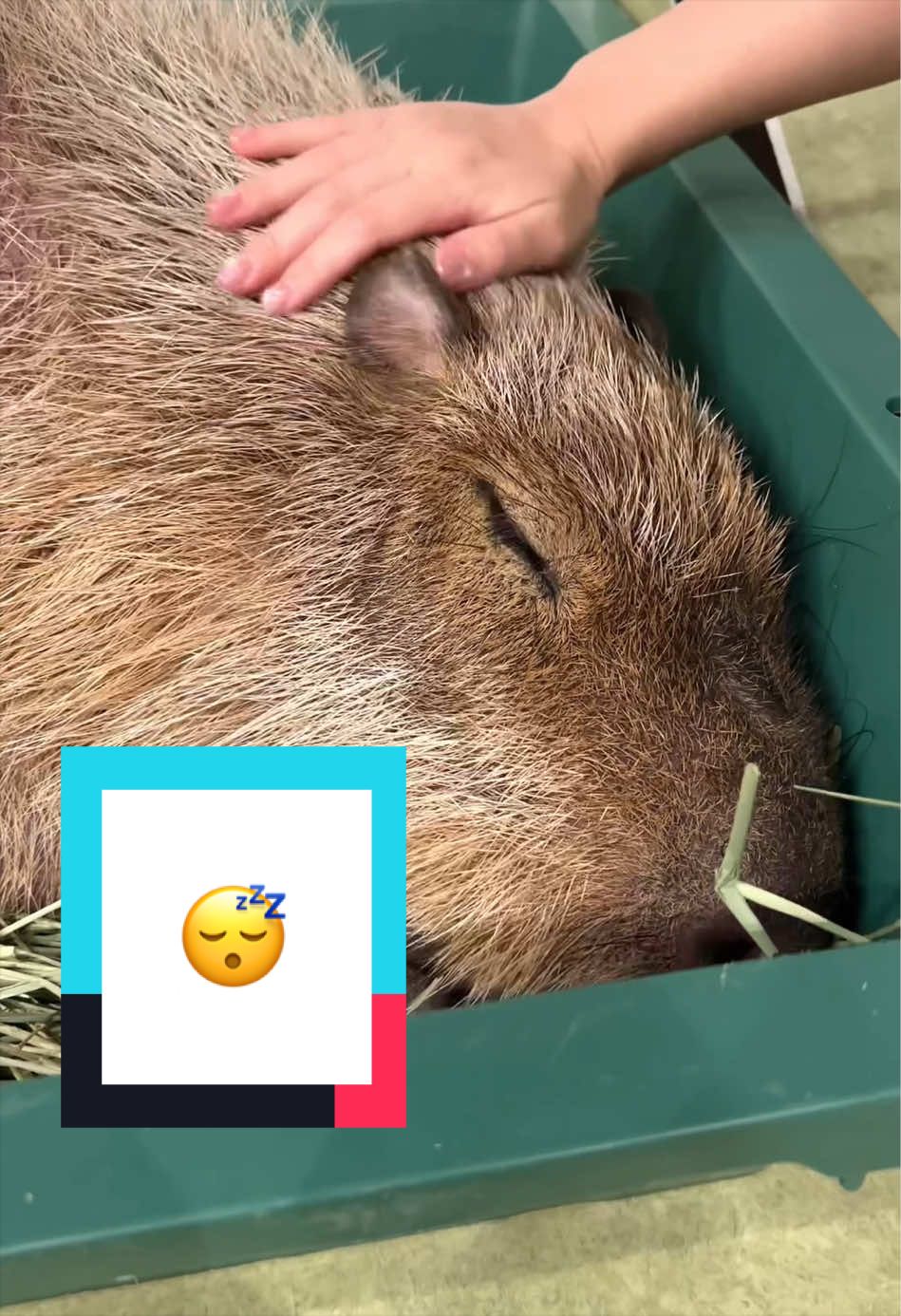 @カピヴィレッジ