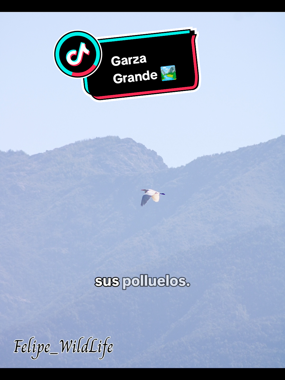 @Felipe_WildLife
