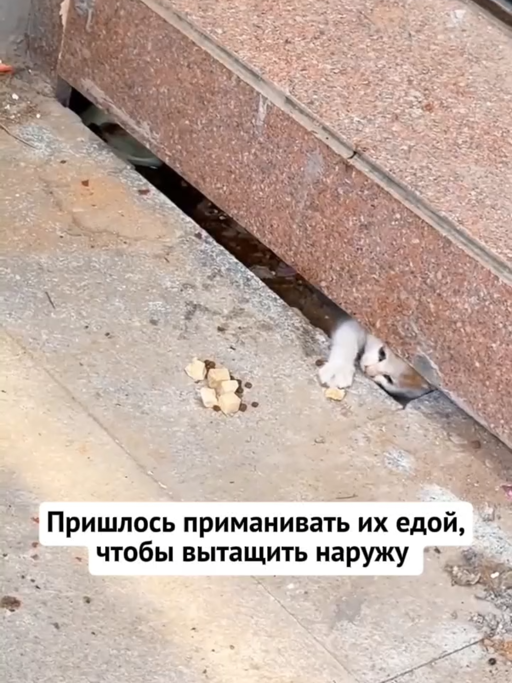 @RescueAnimals Nir