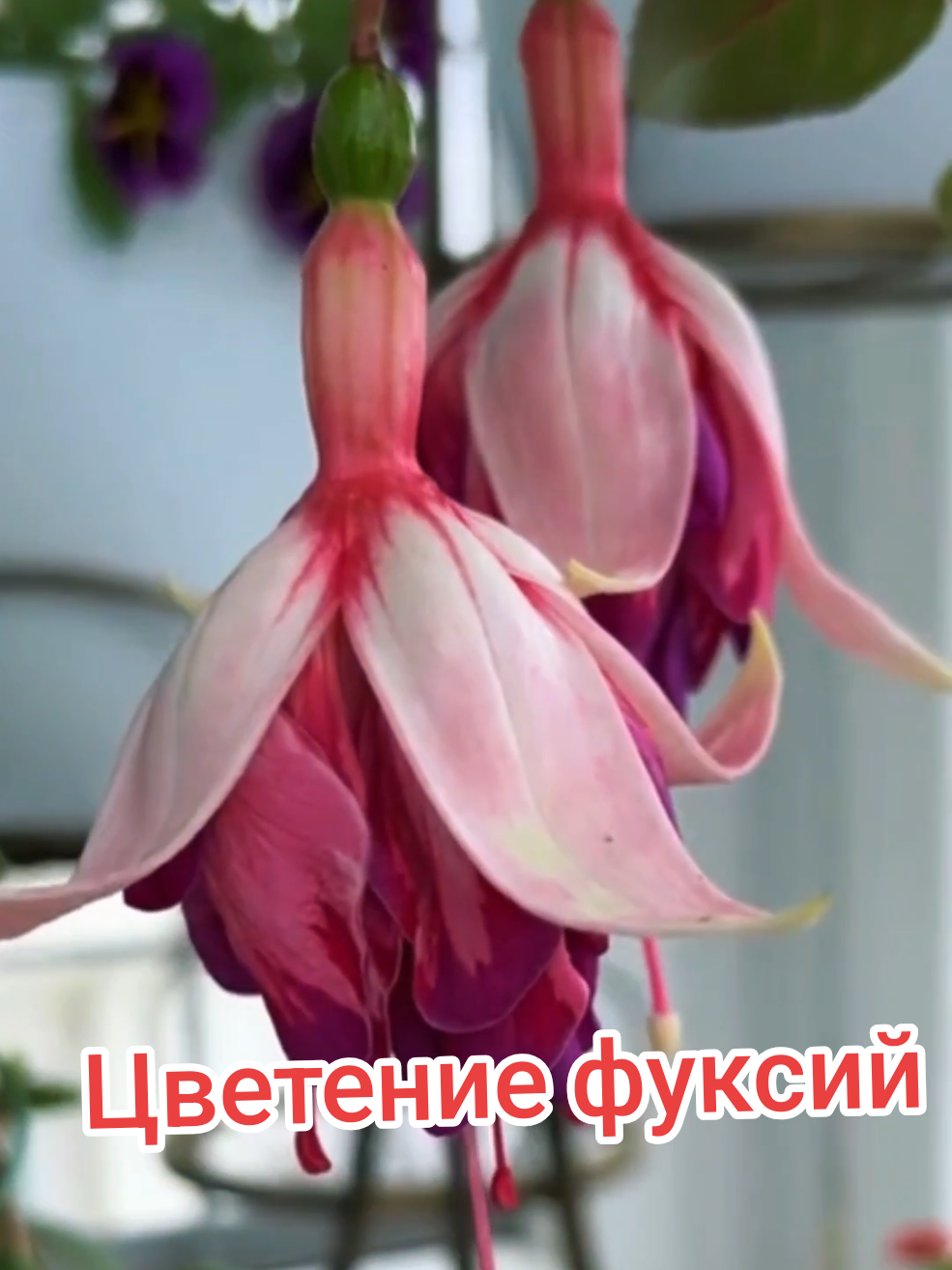 @Интернет-магазин Магия цветов