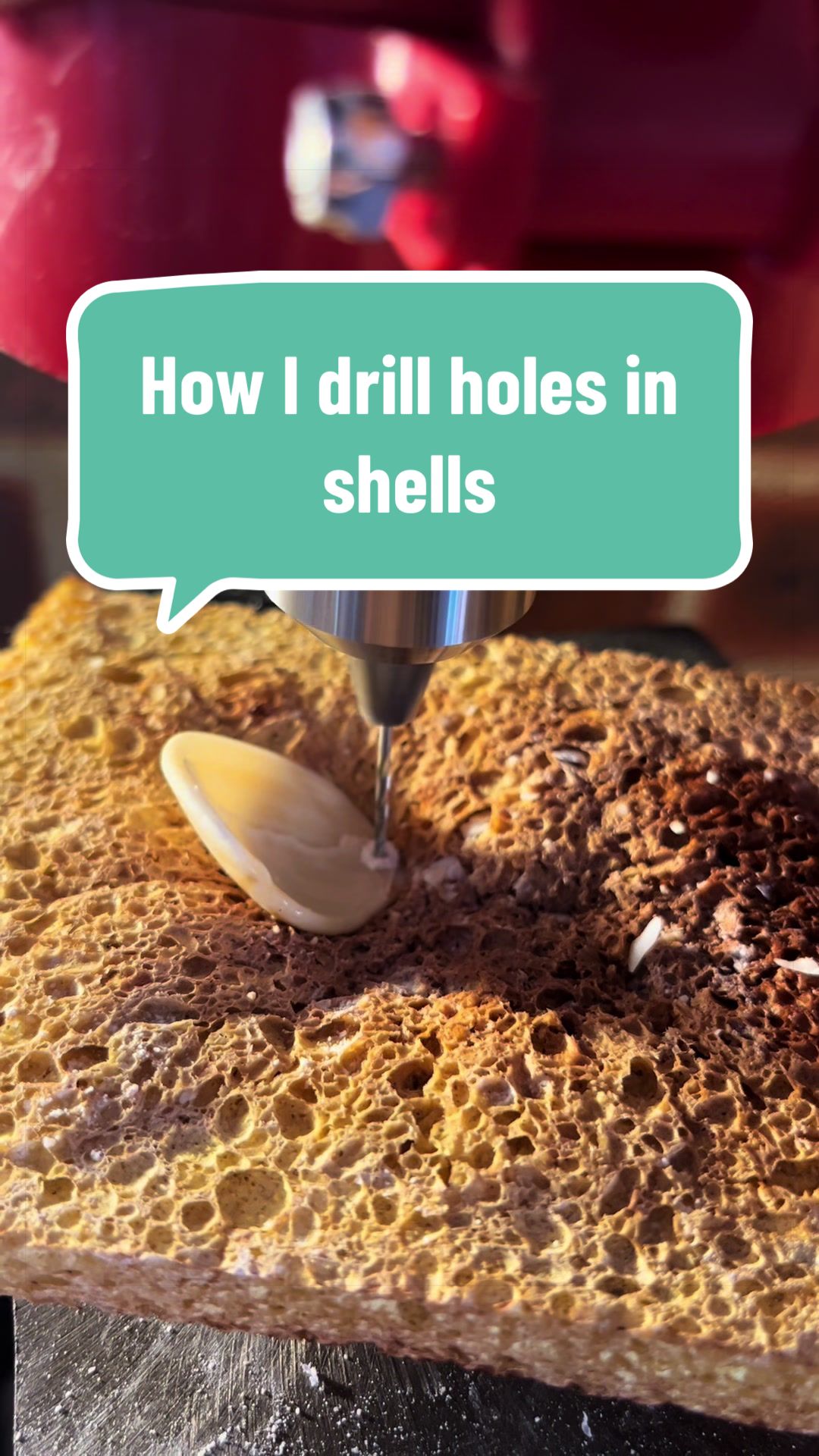 @Dusty J Designs | Shells