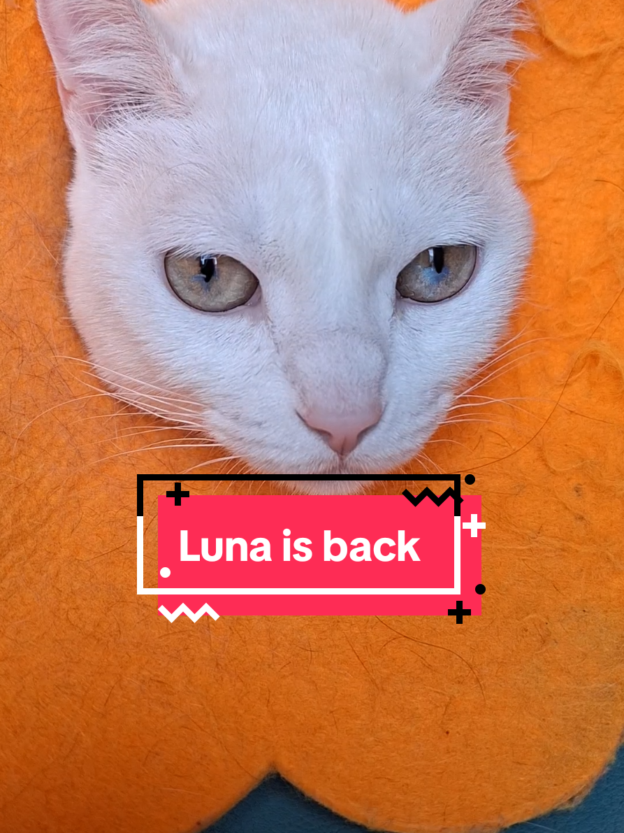 @Lunaticktokera