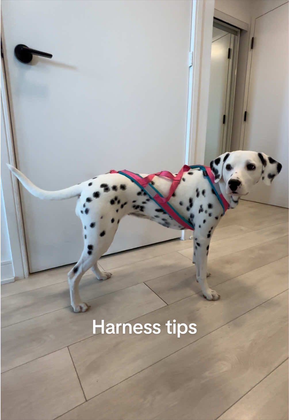 @Nevada the Dalmatian
