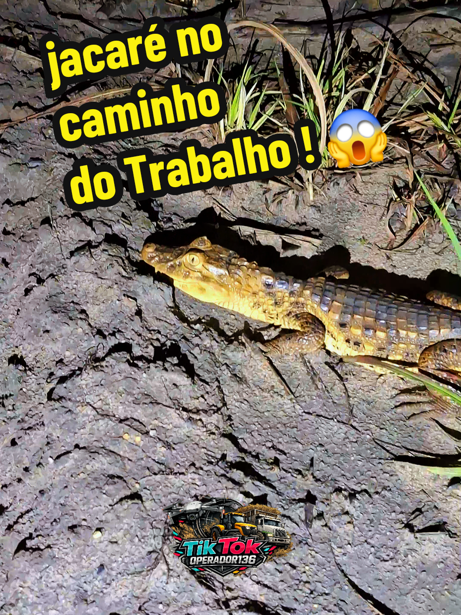 @Gellsonr operador
