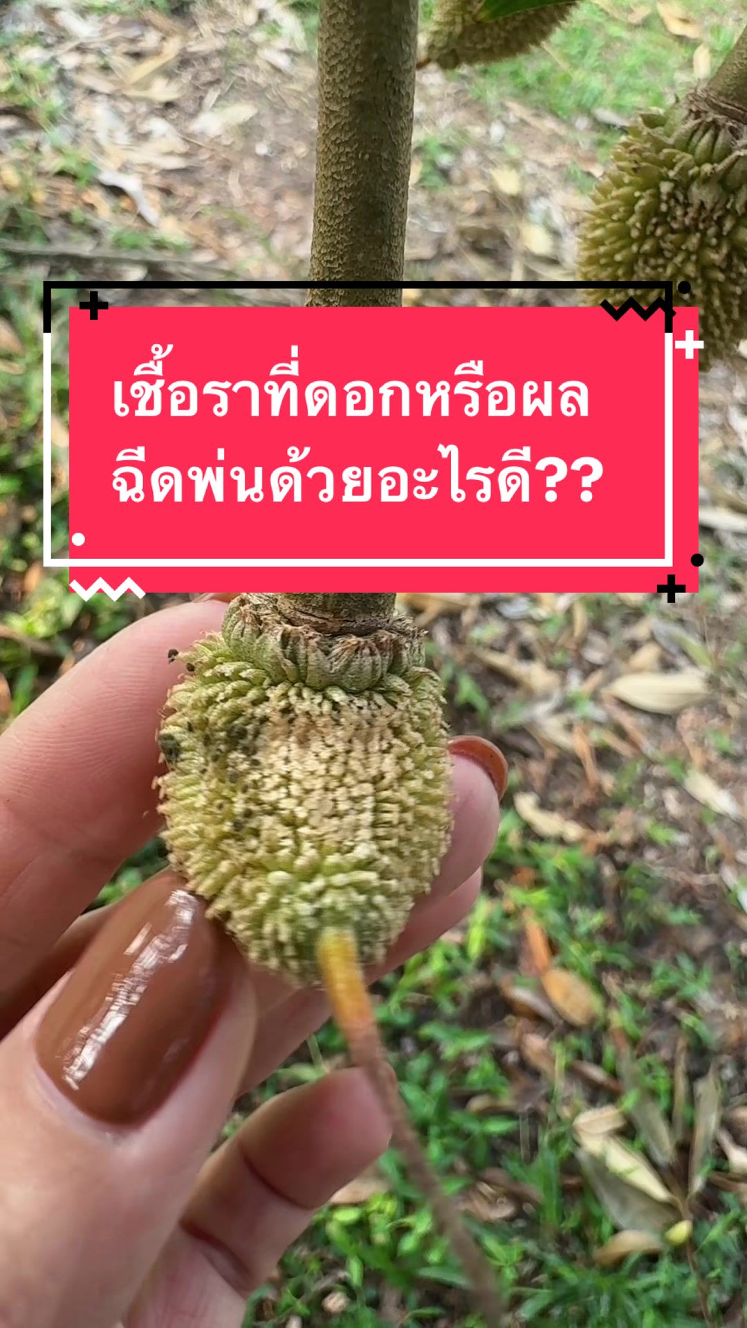 @ชาวสวนที่ชอบขายของ