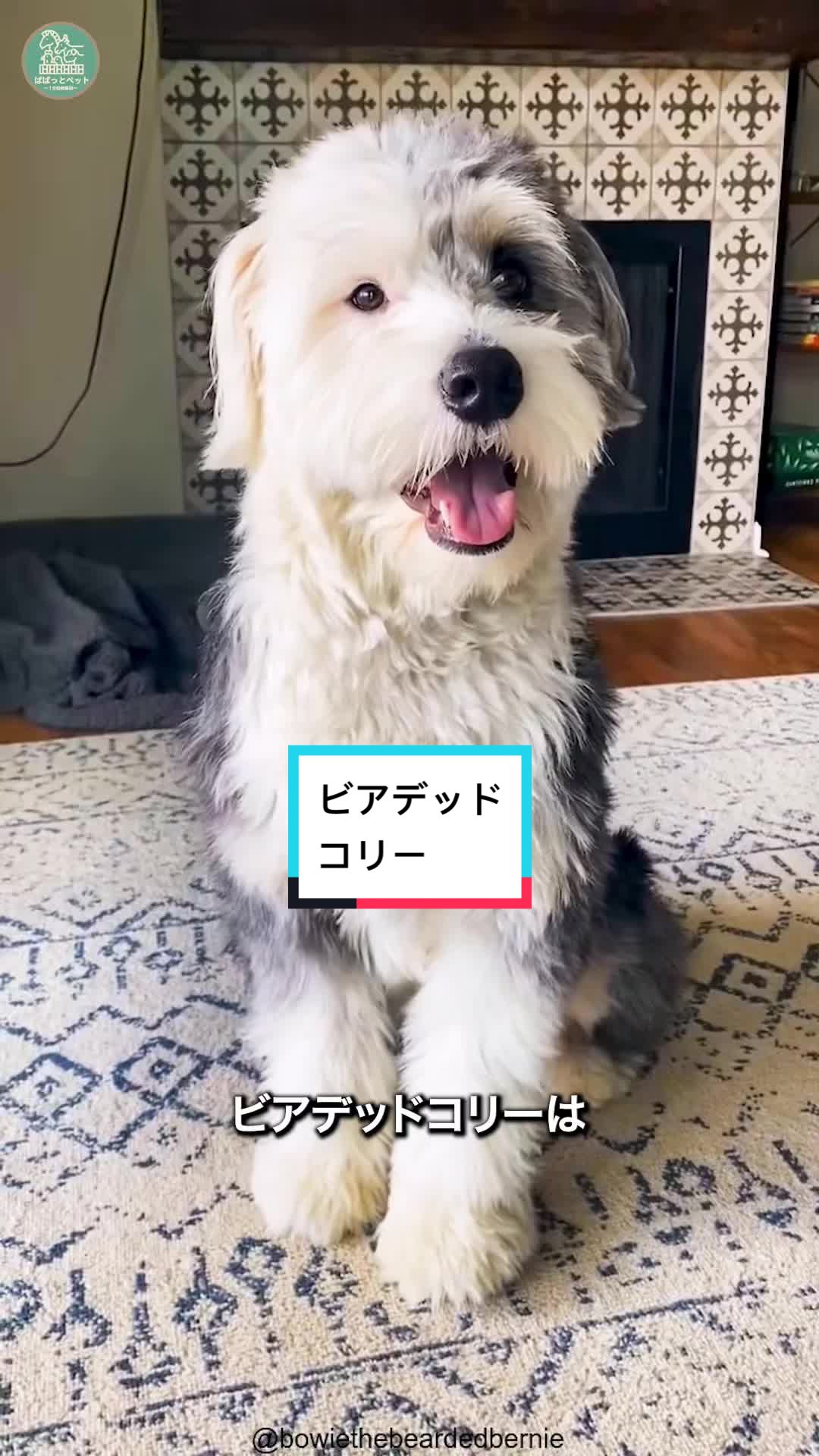 @ぱぱっとペット【動物1分解説】