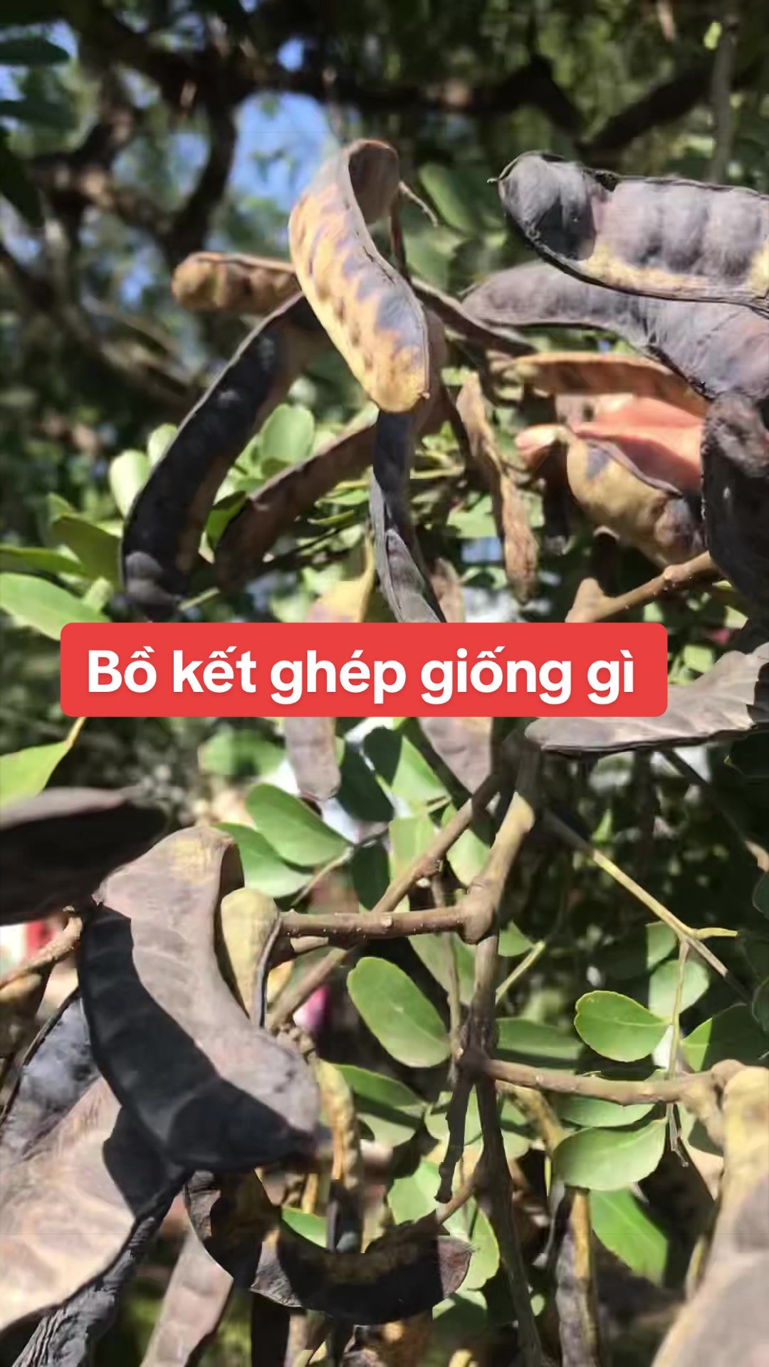 @Nhà Vườn Vũ Mai