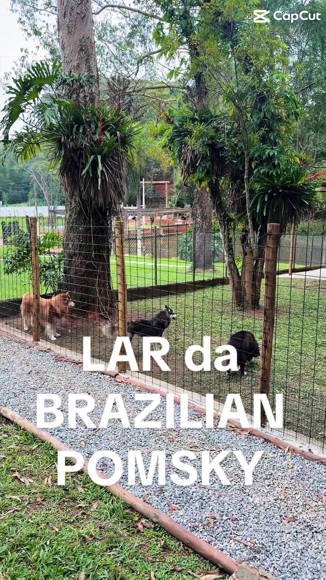 @Brazilian Pomsky