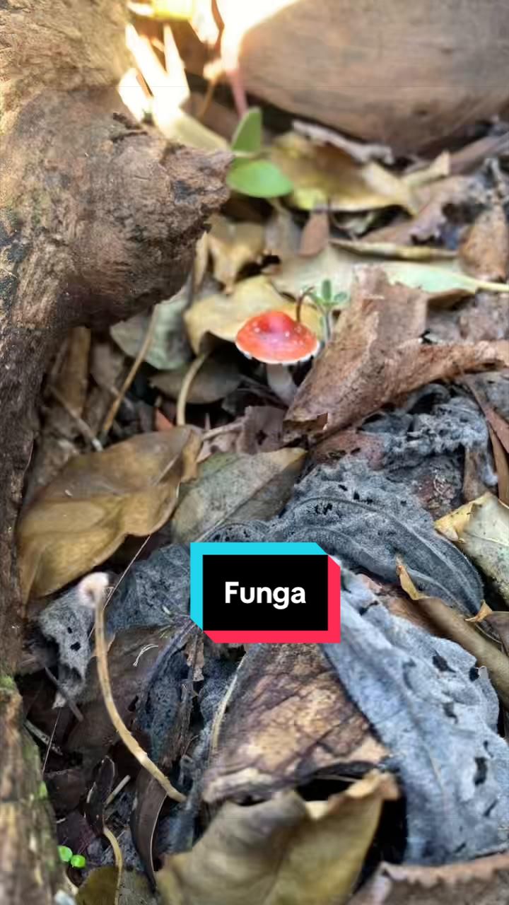 @agustinamorlacch7