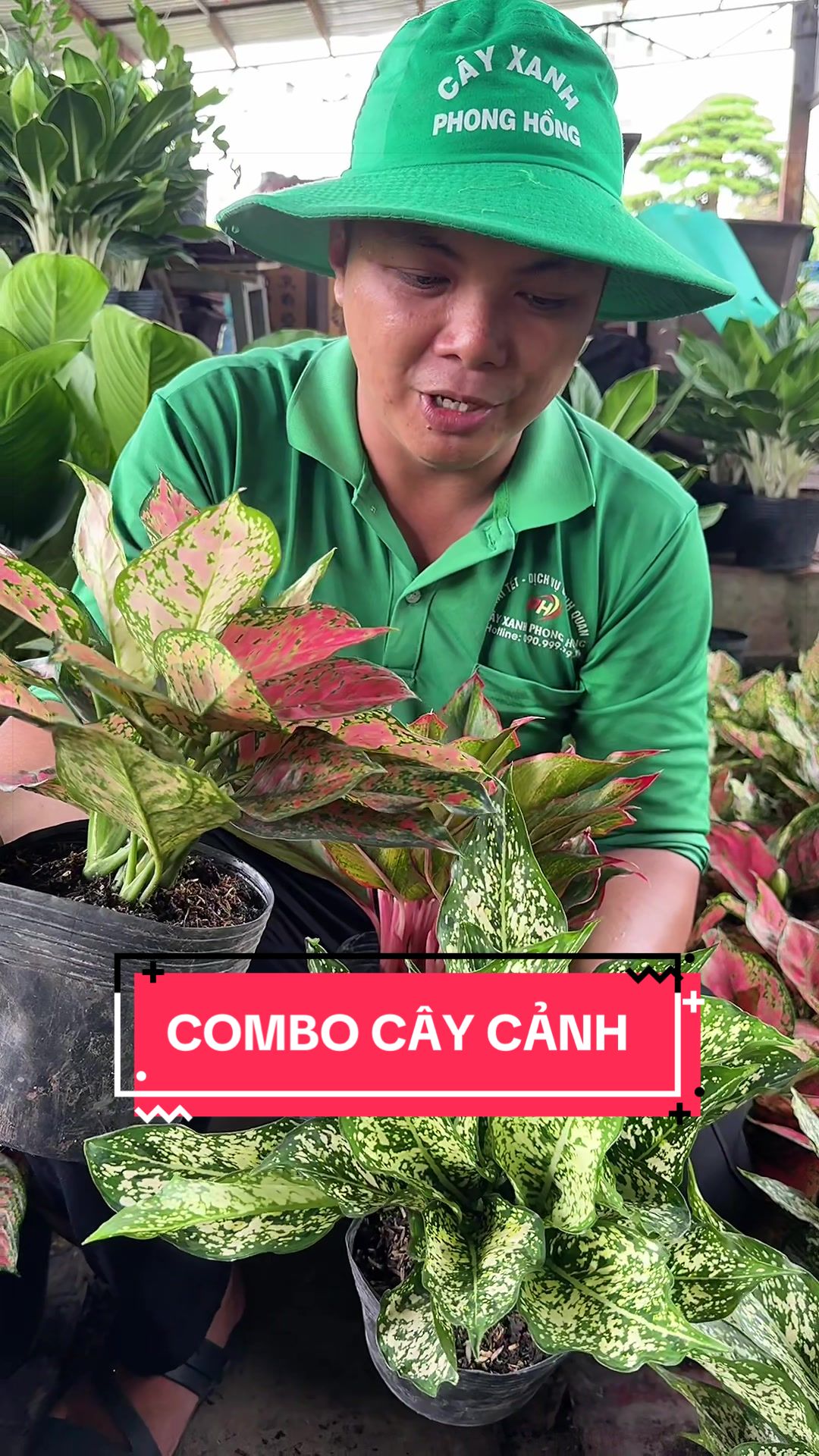 @Cây Xanh Phong Hồng