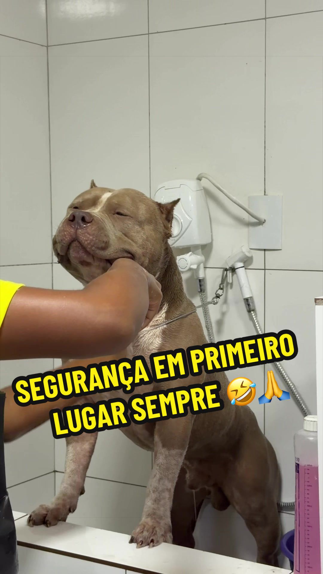@Família Ragnar 🐶