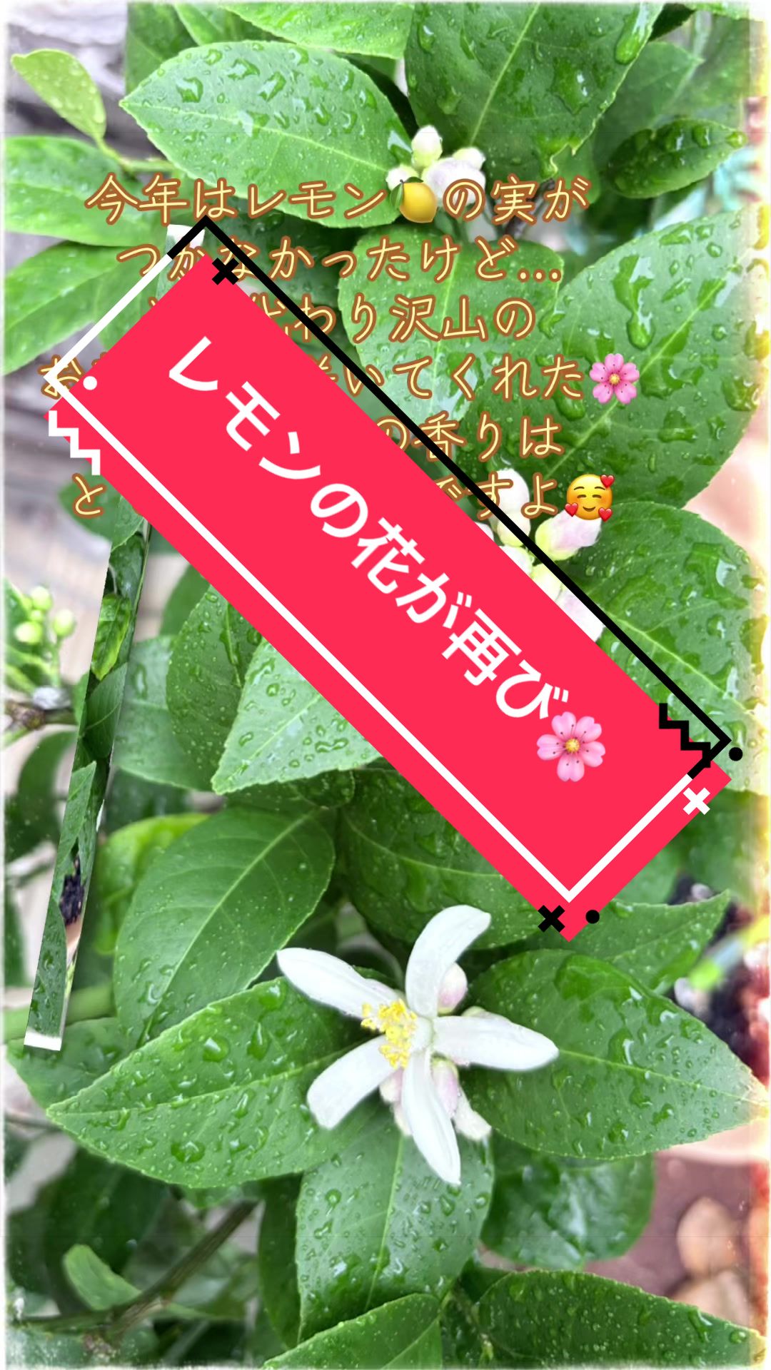 @𑁍︎·͜·えりぽんꫂ ၴႅၴ