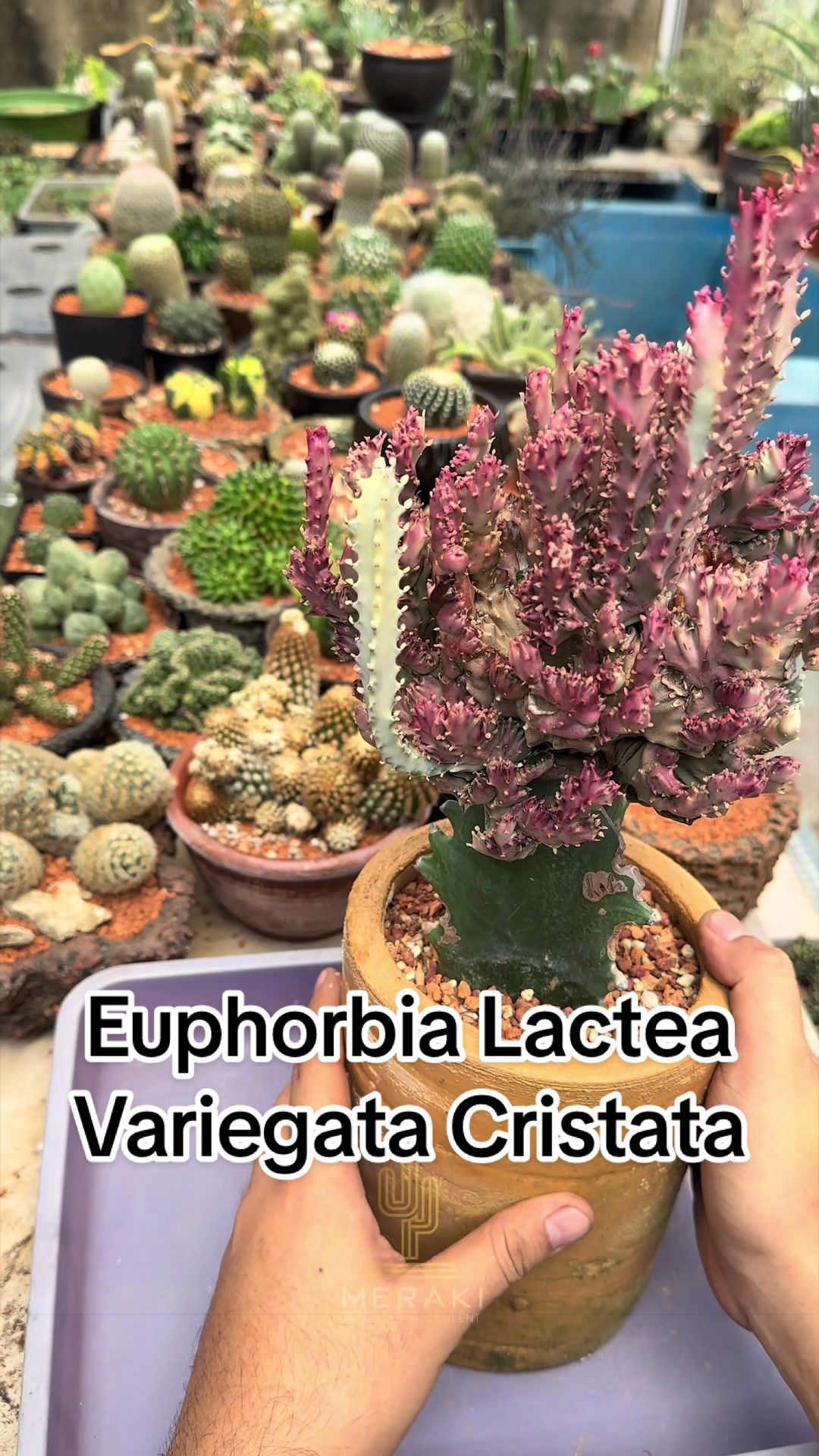 @Meraki Cactus