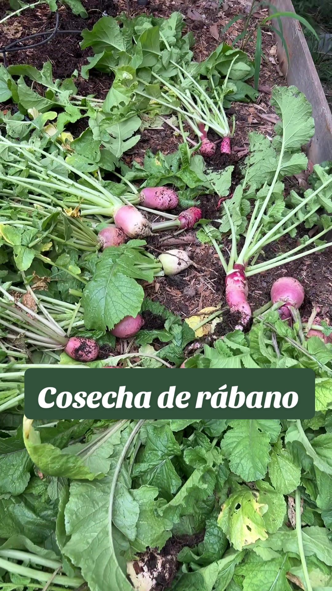 @Local Garden Mty