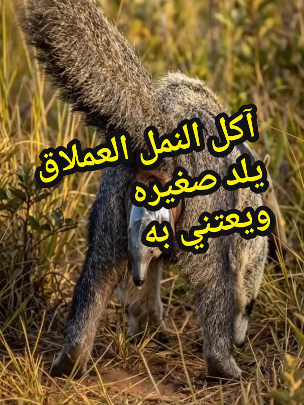 @الافتراس