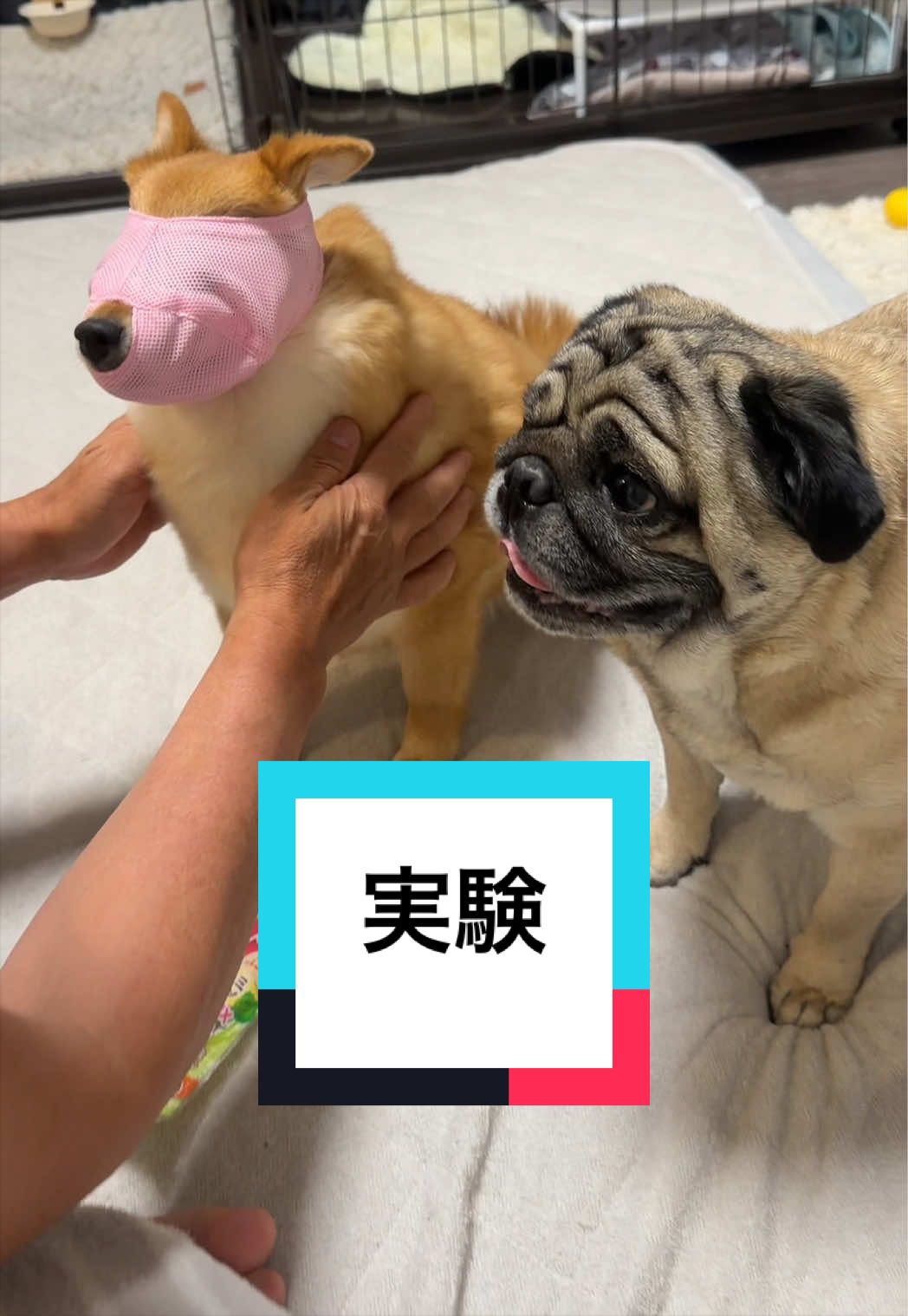 @🐶とん&ぺっぺこぺー🦊