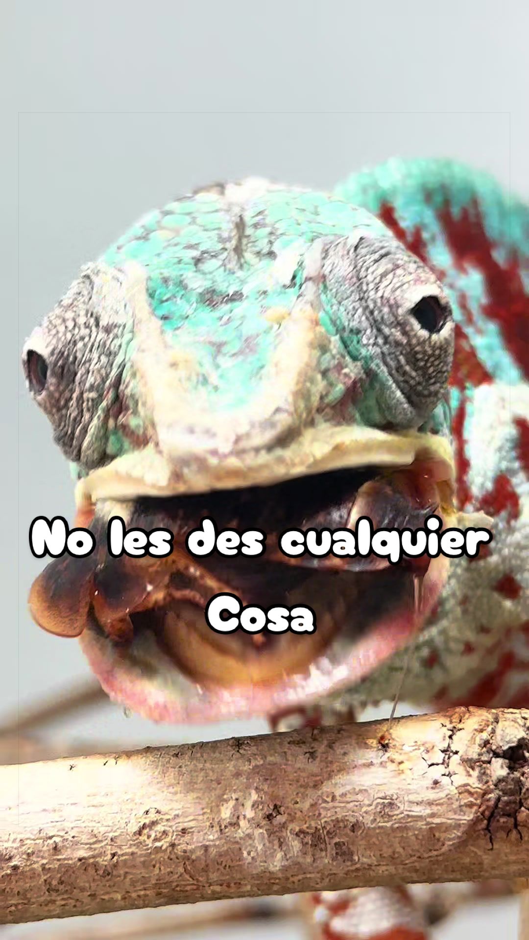 @ReptilMania