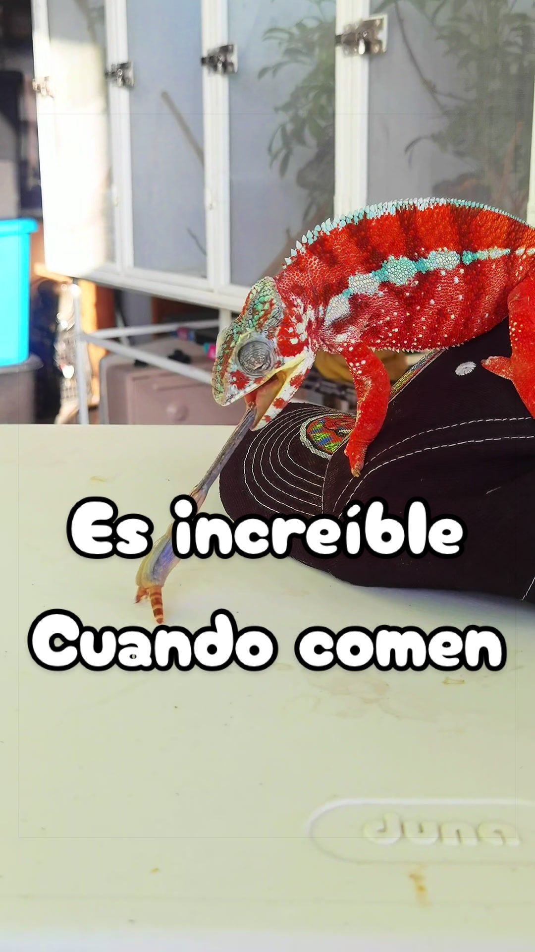 @ReptilMania