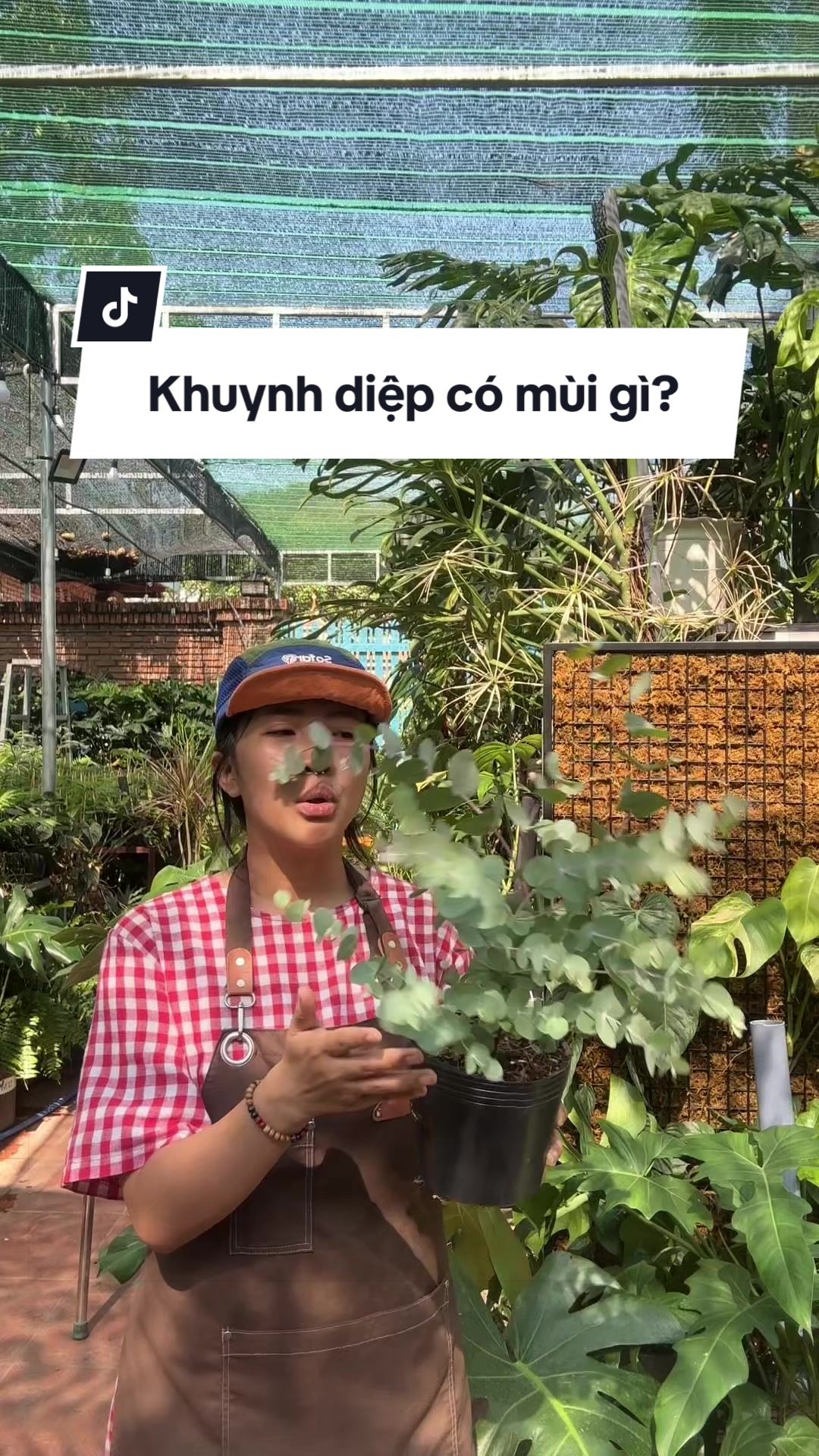 @Vuoncuakien