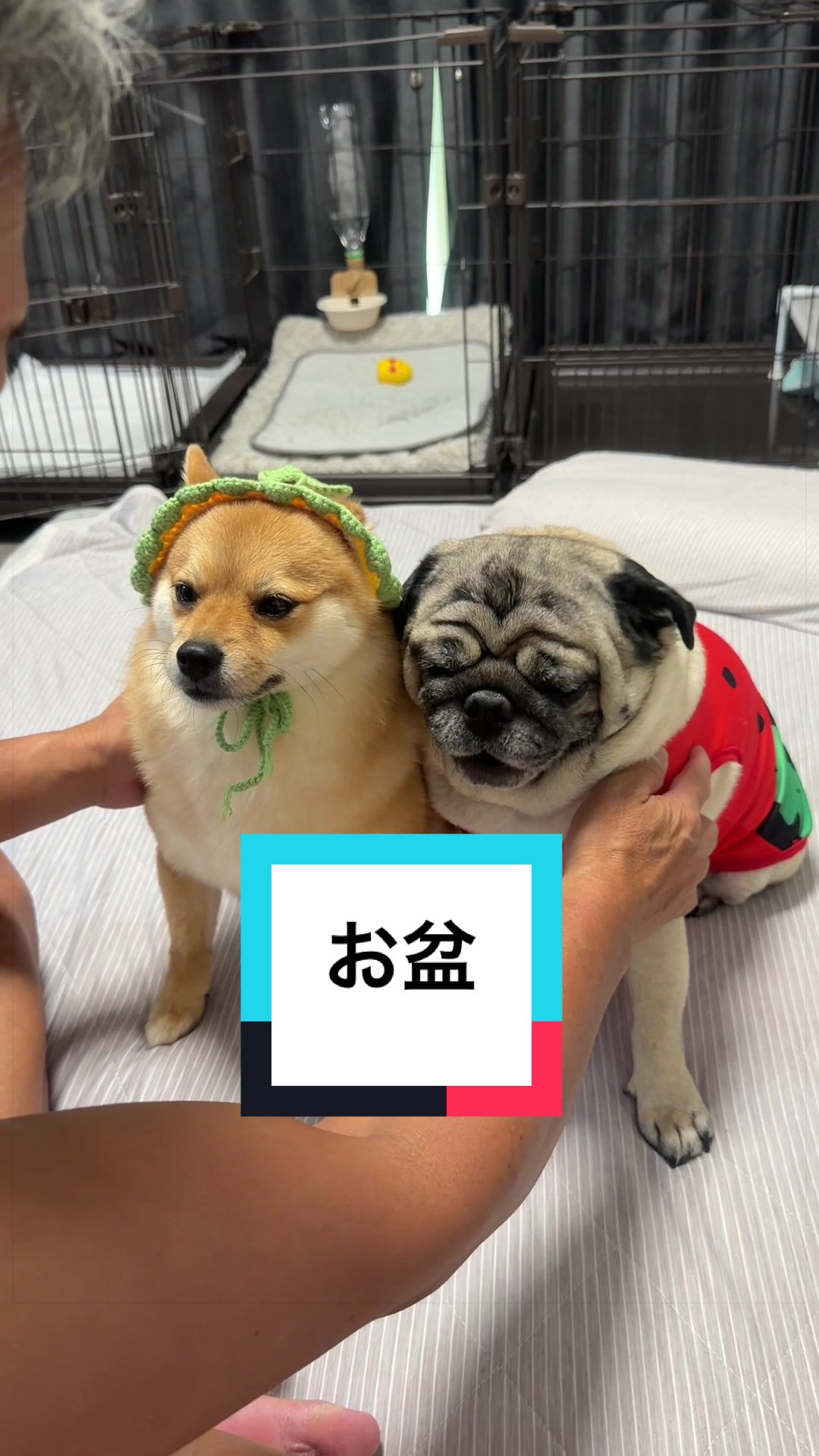 @🐶とん&ぺっぺこぺー🦊