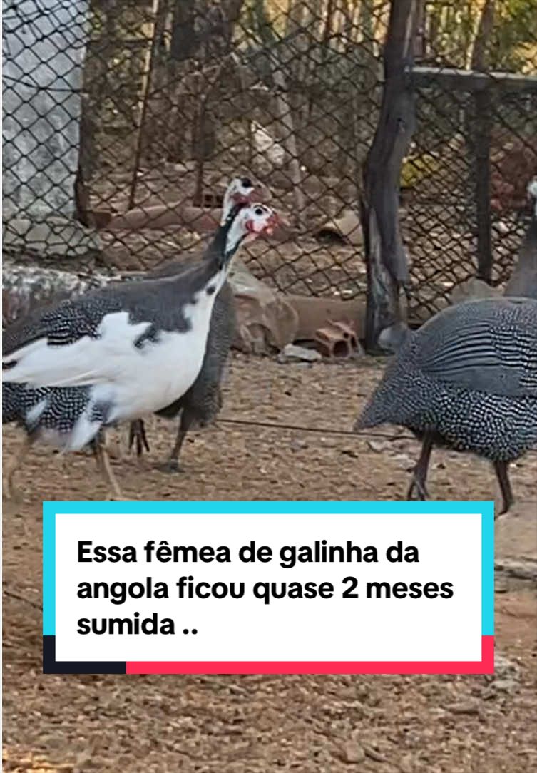 @Fernando Luiz