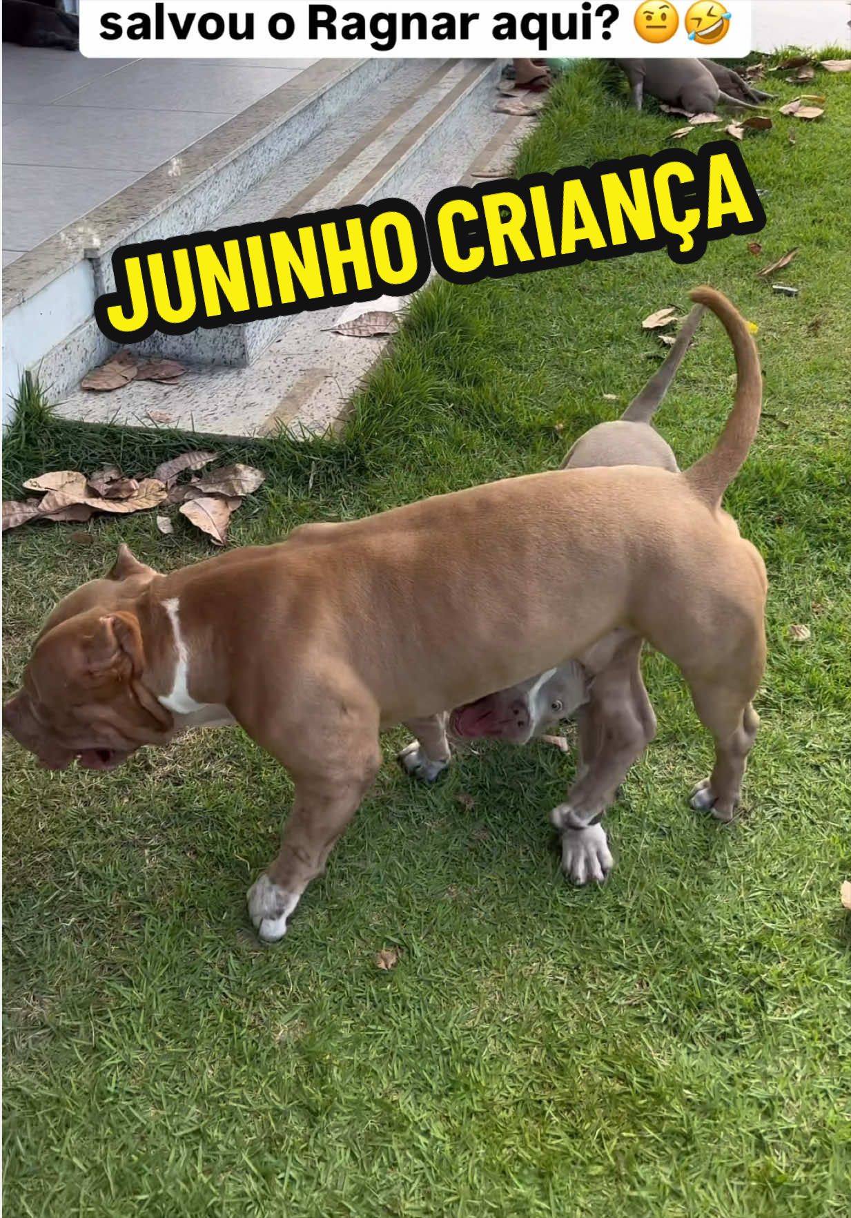 @Família Ragnar 🐶