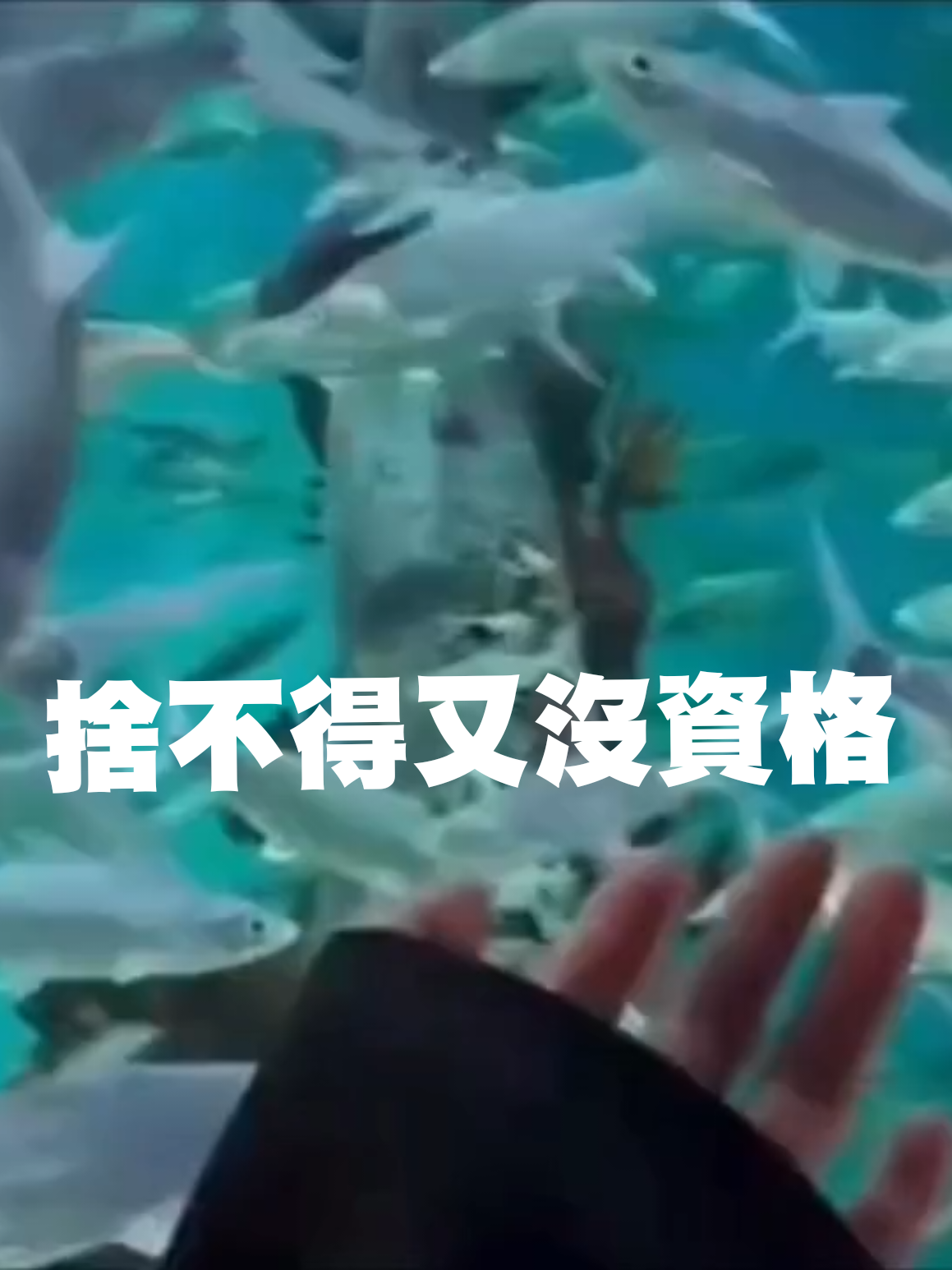 @#Anna情感音樂MV