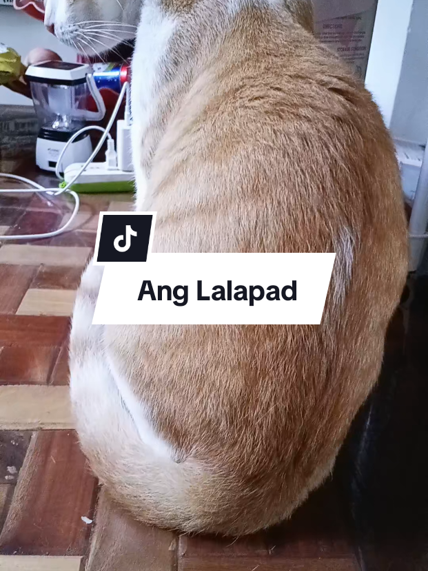 @inday alicia
