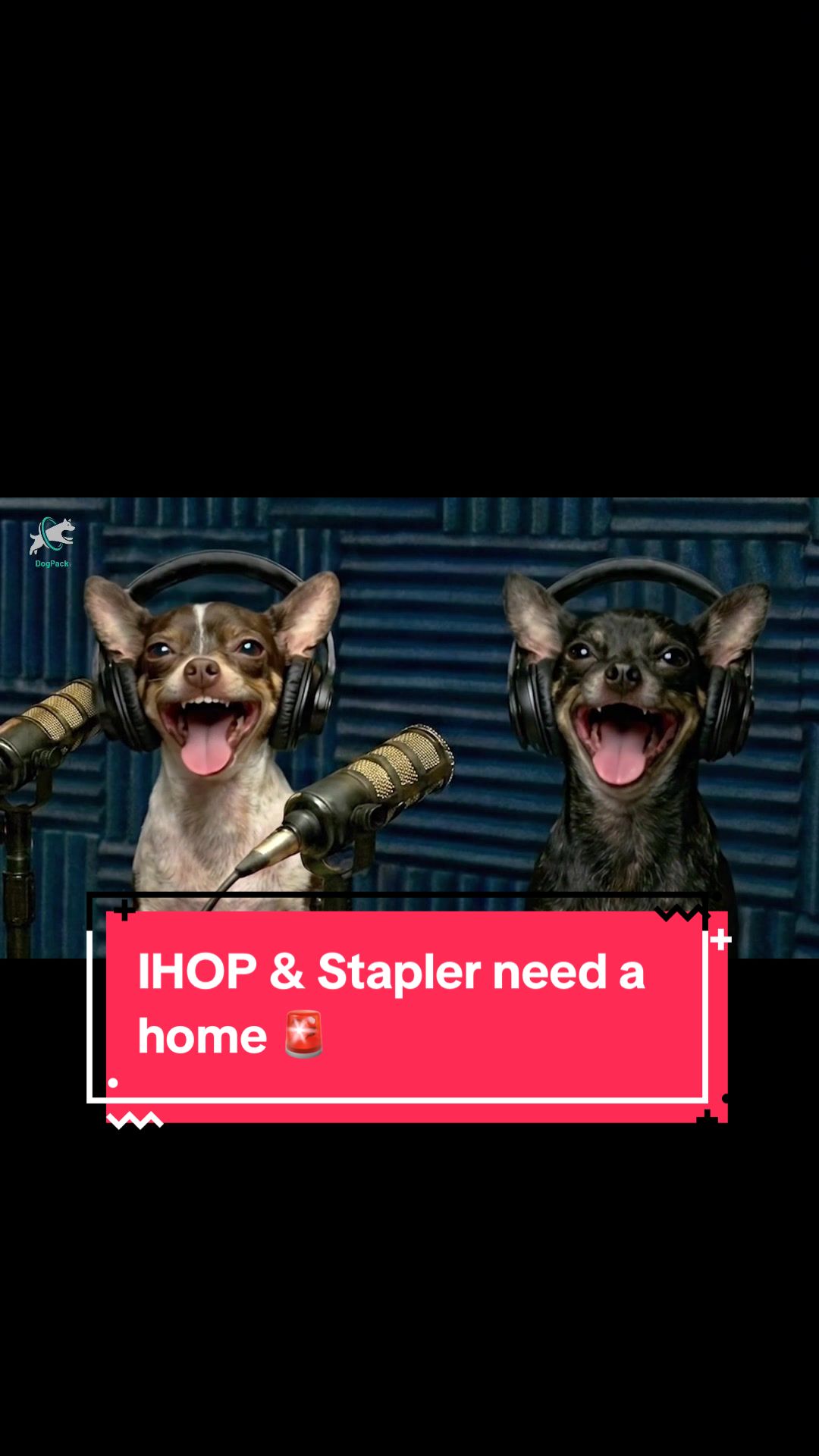 @DogPack