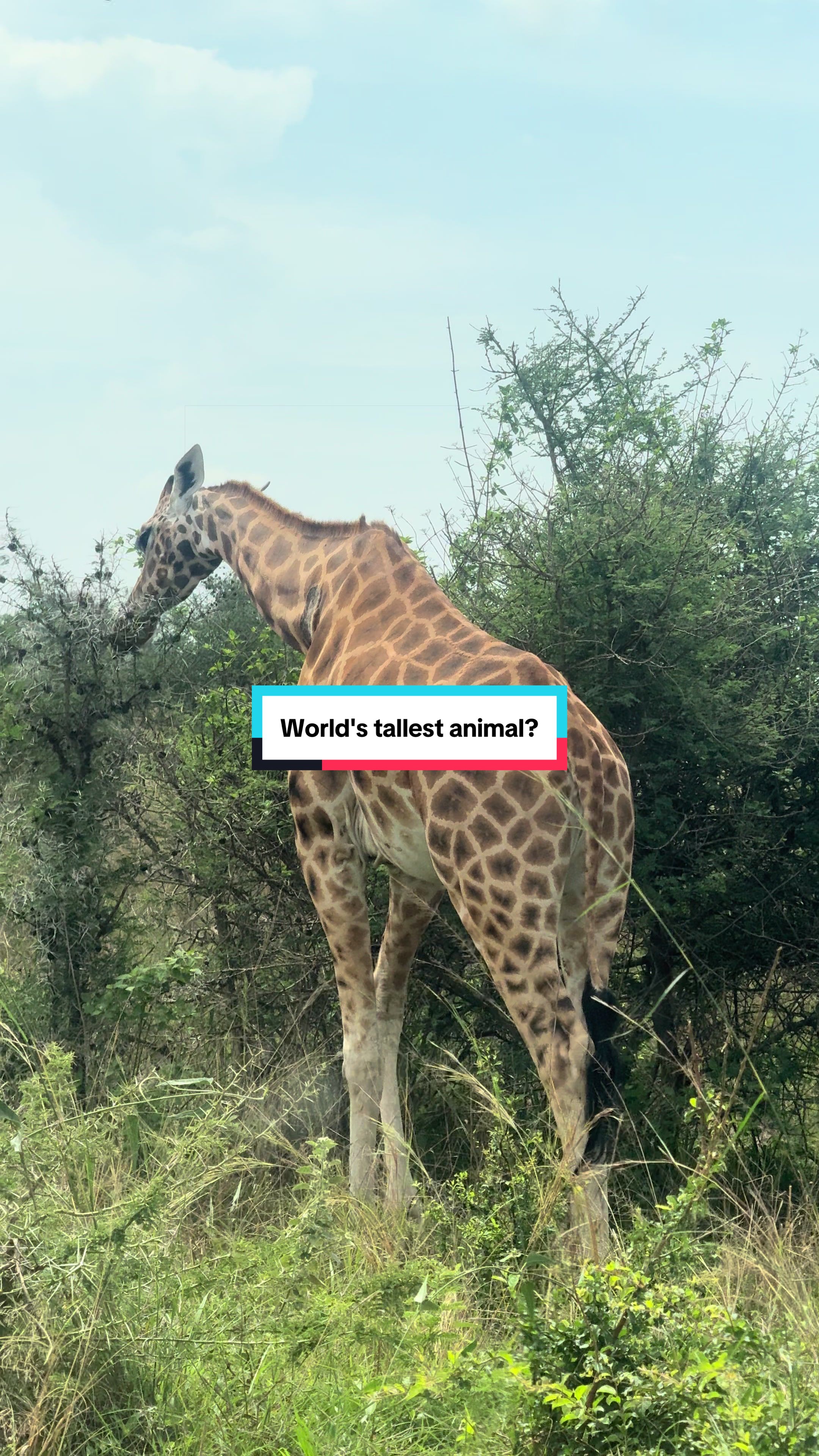@Milana Tours and Safaris