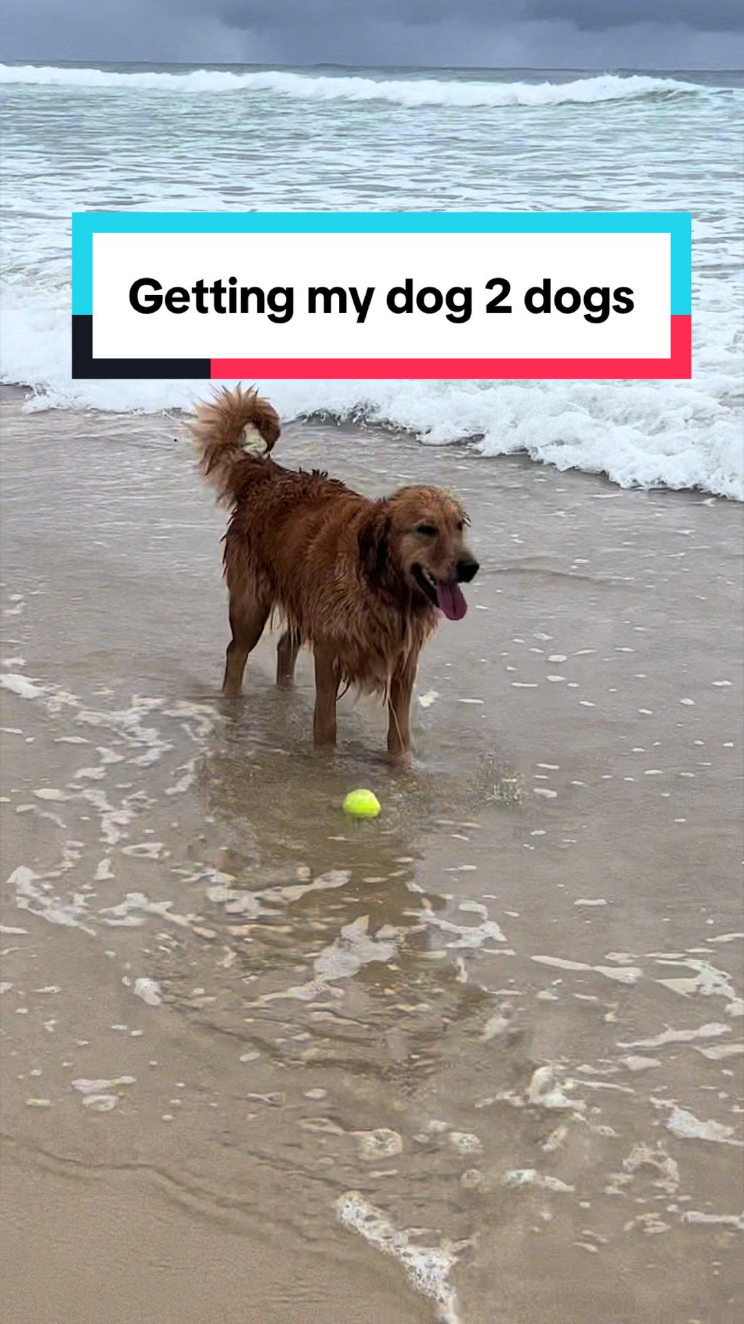 @3goldenretriever