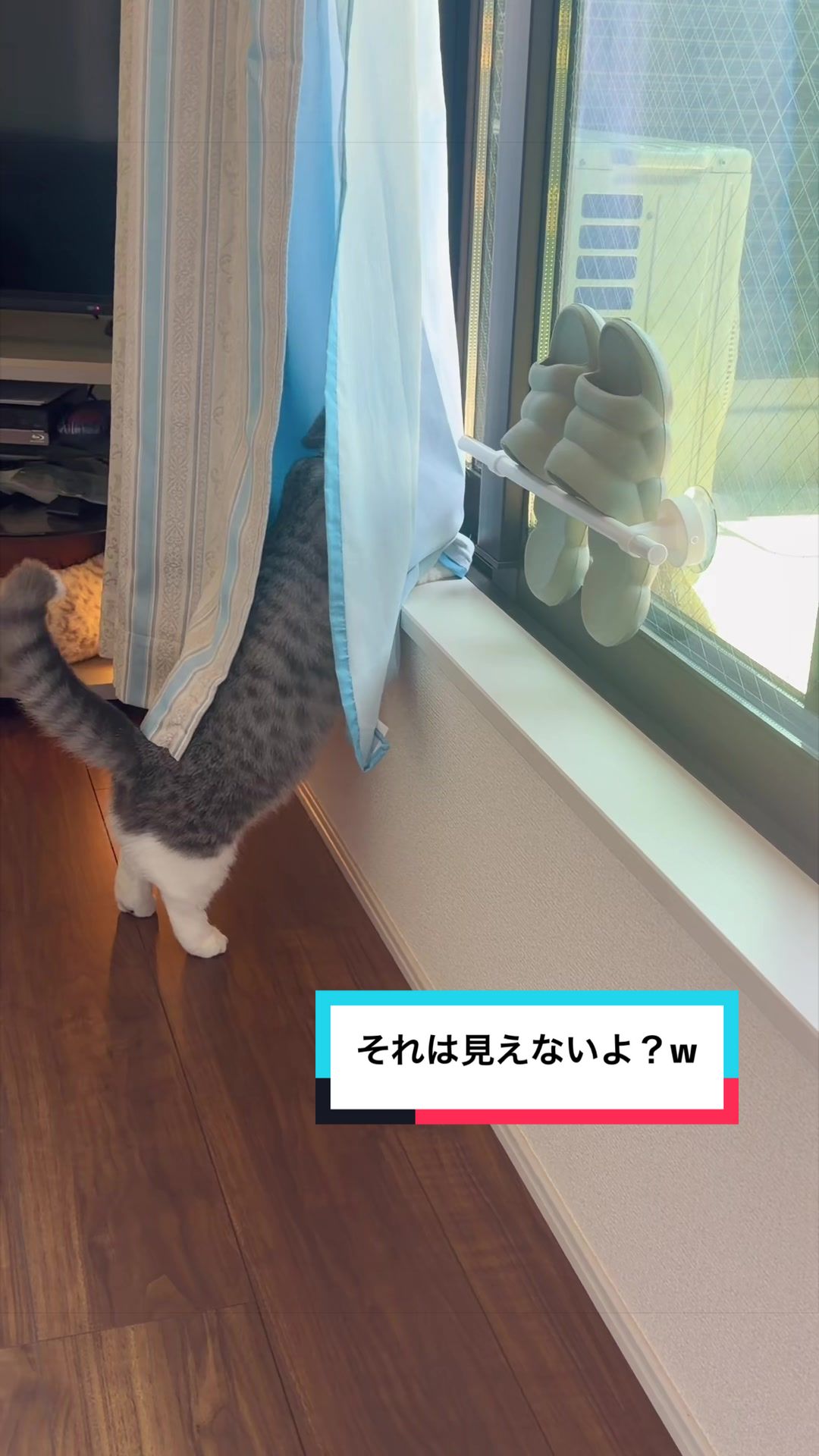 @☆しじみ☆マンチカン