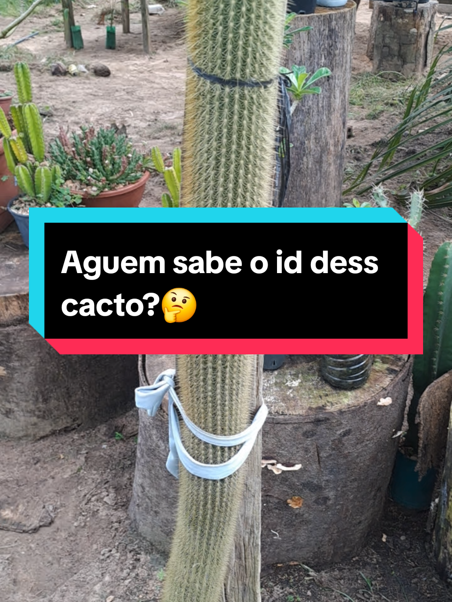 @Cactos & Poesia🌵🤍✍️🏽