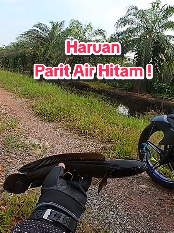 @Paan Pacak