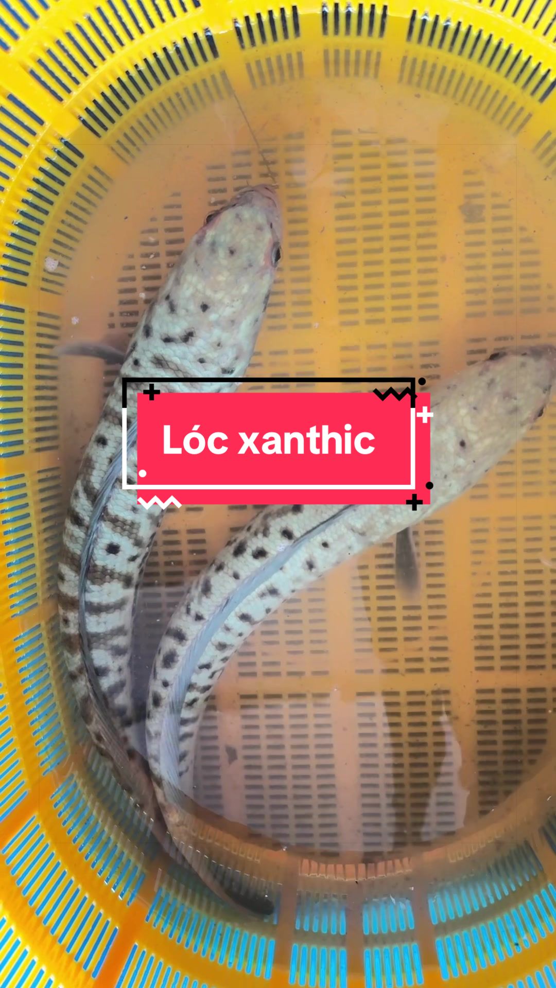 @Ph&aacute;t Đạt B&aacute;n C&aacute; 😎🐠🦈