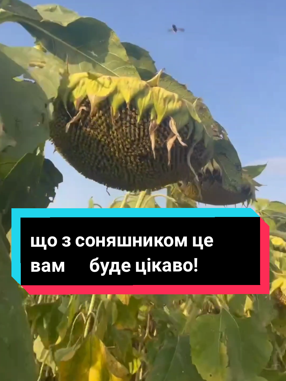 @Анатолій ТД Сварог агро