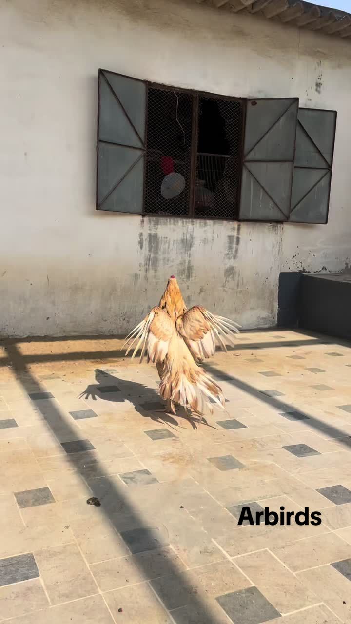 @AR Birds