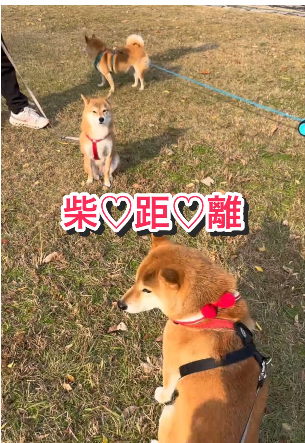 @柴犬はな🐾